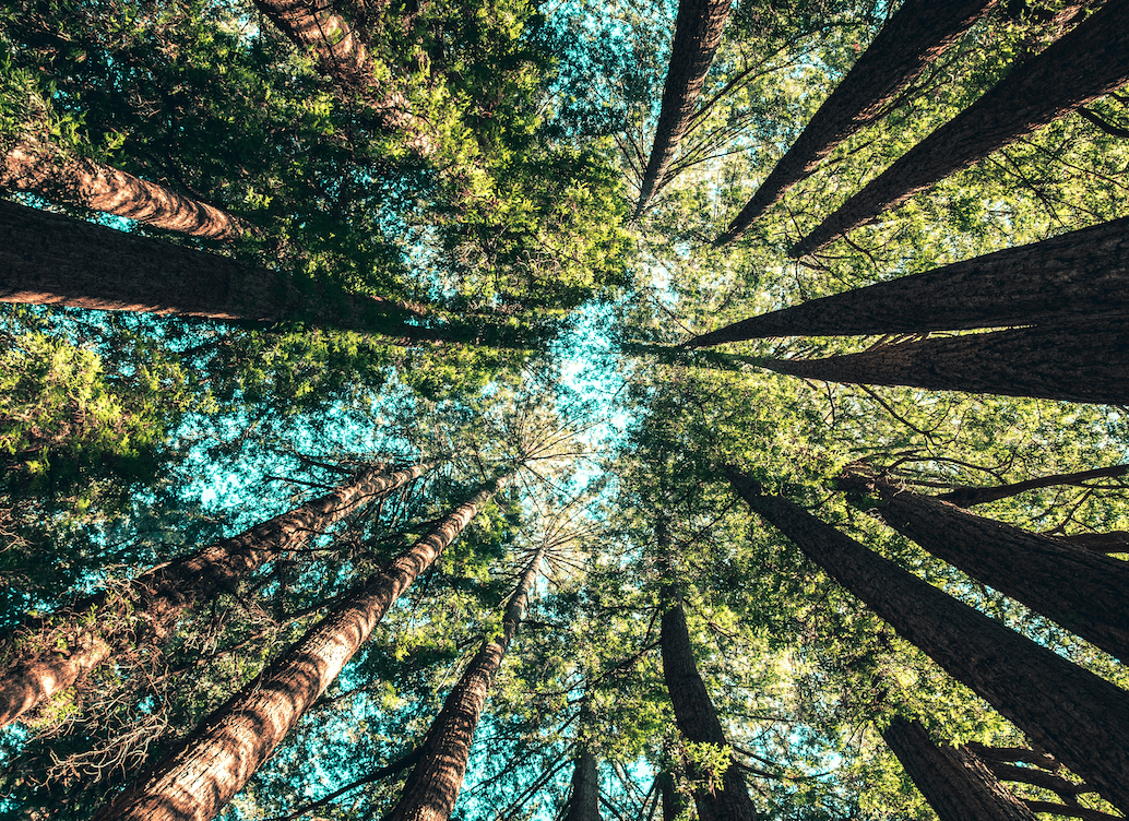 Green_Carbon-footprint